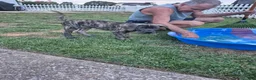 Great Dane dogs for sale: Fury - Ad 6