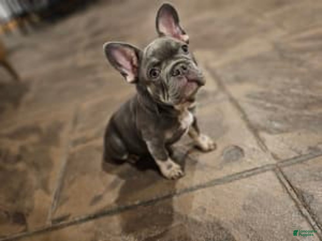 Gallery Image {{count}}