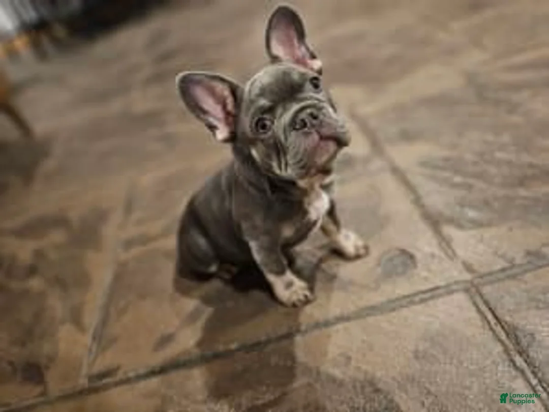 Gallery Image {{count}}