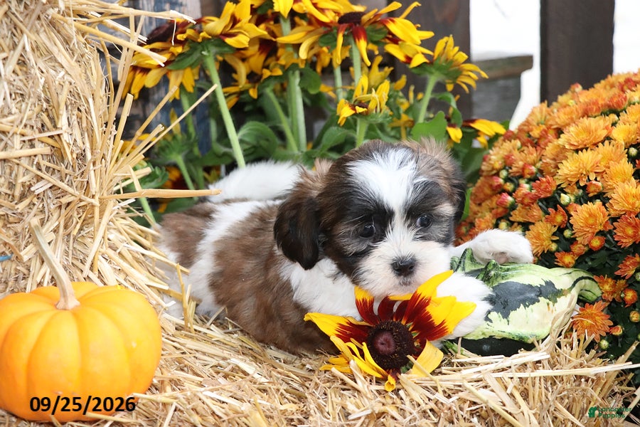 Shih Tzu dogs Autumn - Ad 1