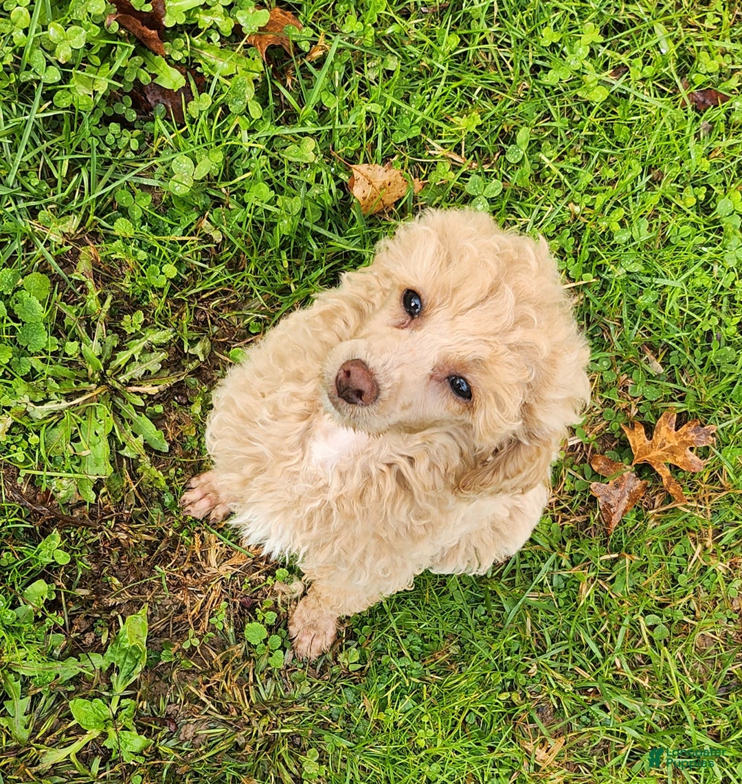 Toy Poodle dogs for sale: Happy  - Ad 2