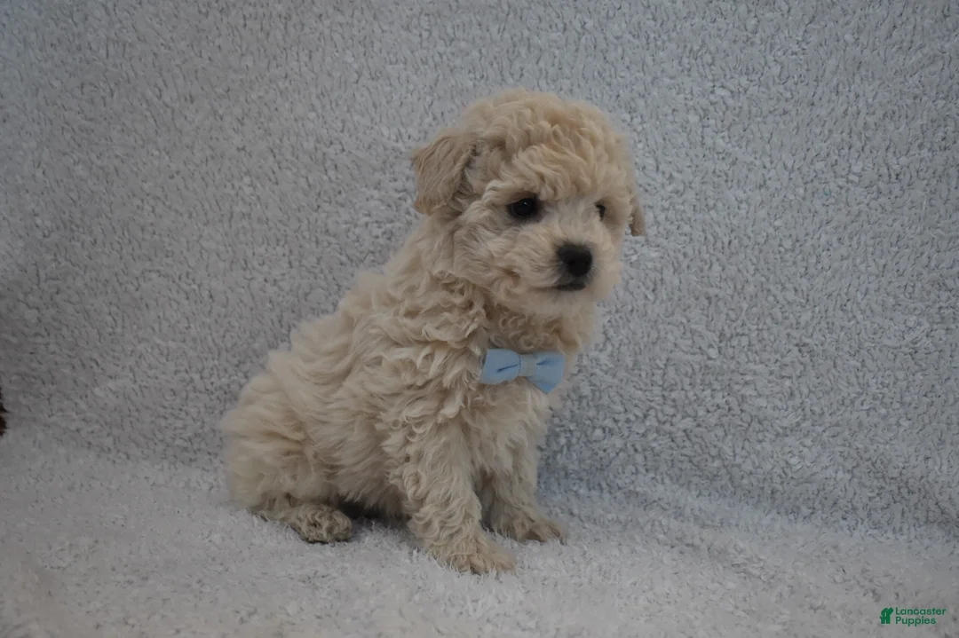 Mixed Breed dogs for sale: Teddy  - Ad 3