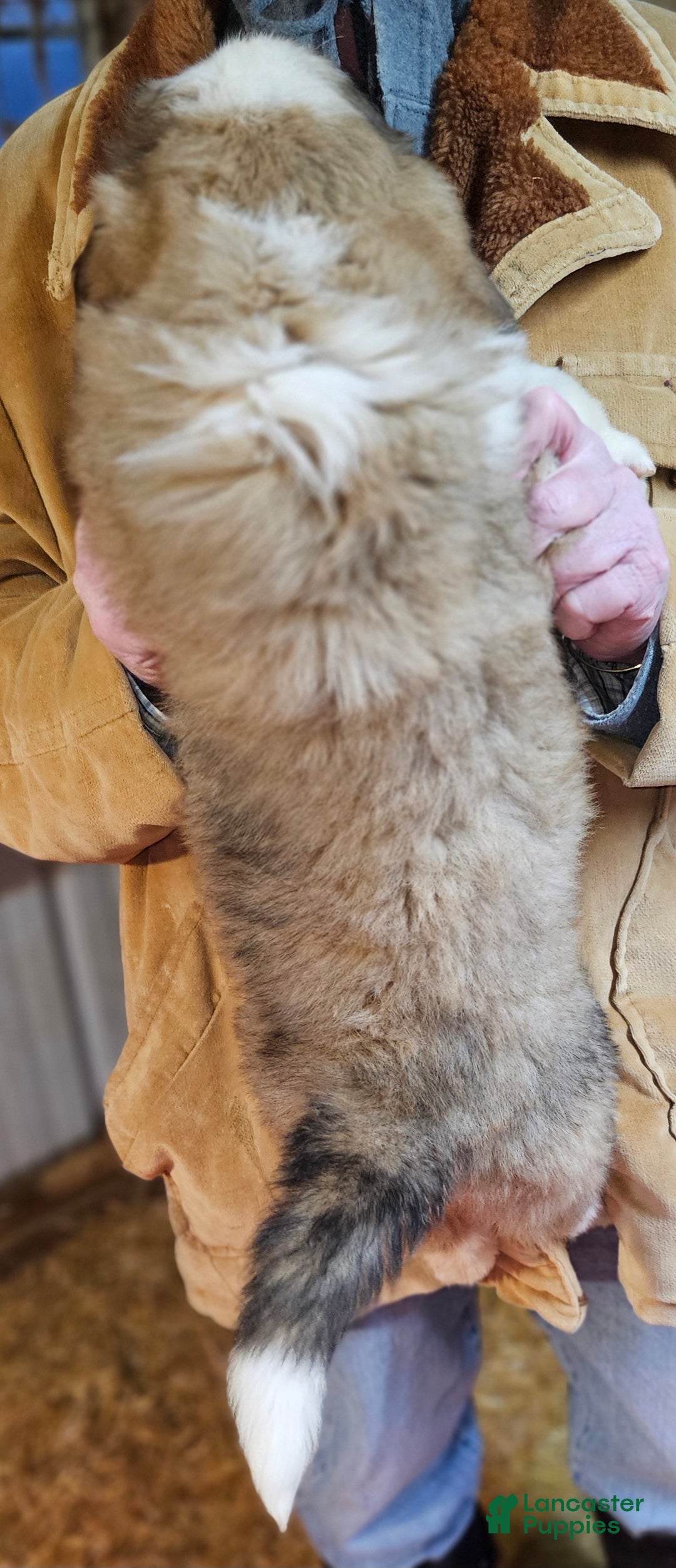 Mixed Breed dogs for sale: Mixed Breed Puppy 1 - Ad 6