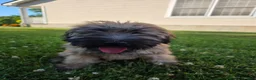 Soft Coated Wheaten Terrier dogs for sale: Teddy  - Ad 3