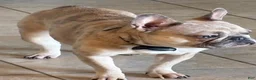 French Bulldog dogs for sale: French Bulldog 2 - Ad 5