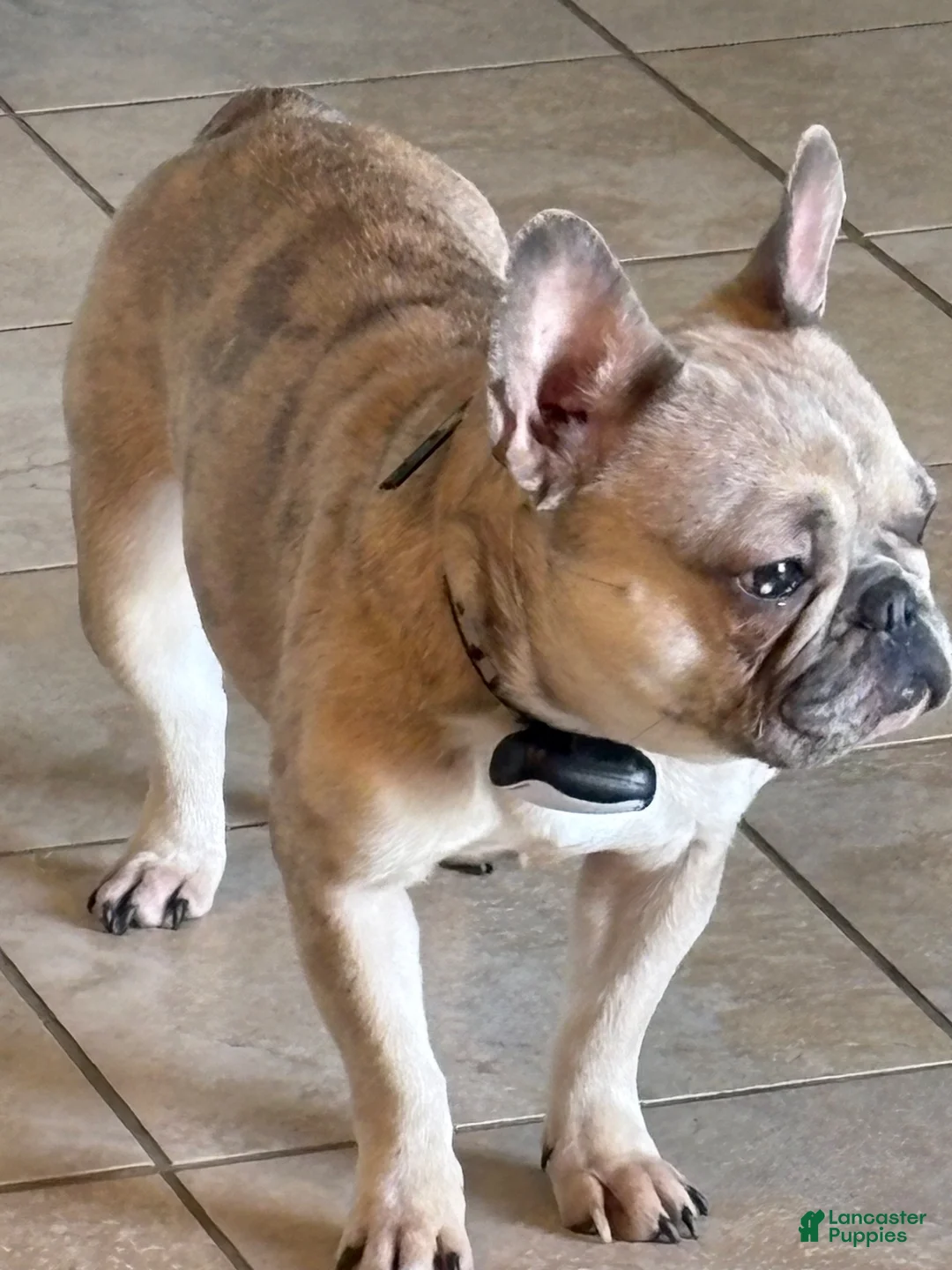 French Bulldog dogs for sale: French Bulldog 2 - Ad 5