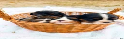 Cavalier King Charles Spaniel dogs for sale: Bella - Ad 6