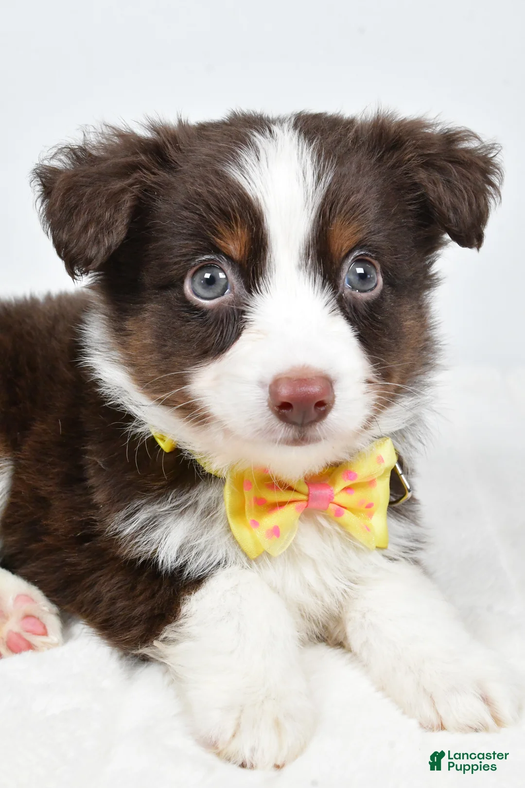 Miniature Australian Shepherd dogs for sale: Lincoln - Ad 7