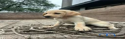 Sheprador dogs for sale: Jip - Ad 3