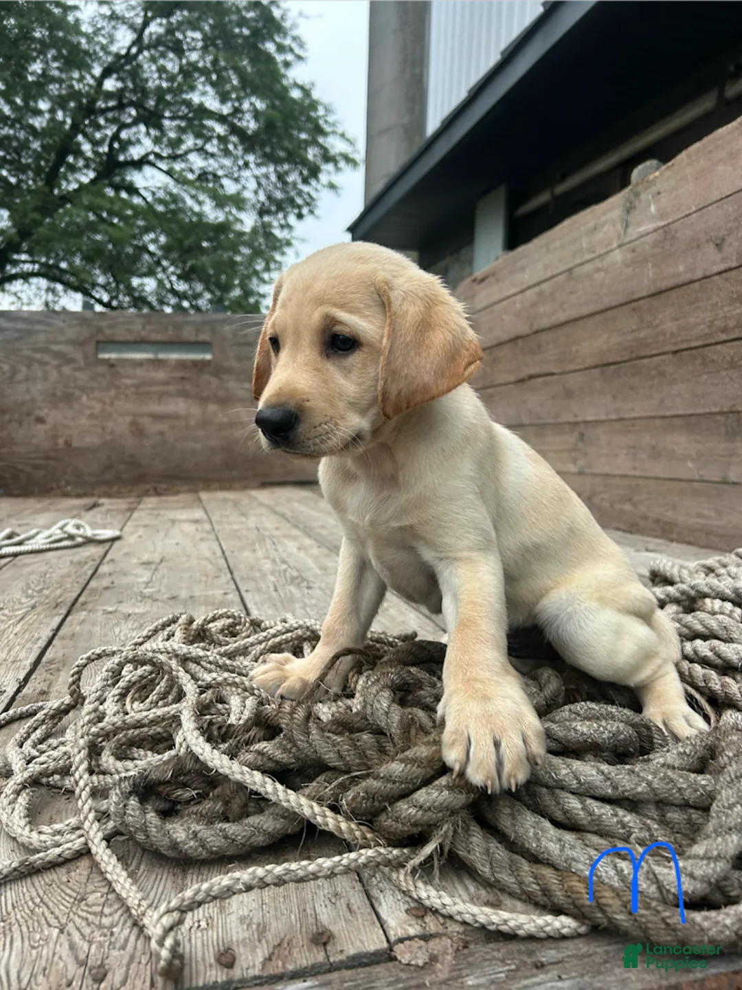 Sheprador dogs for sale: Jip - Ad 3