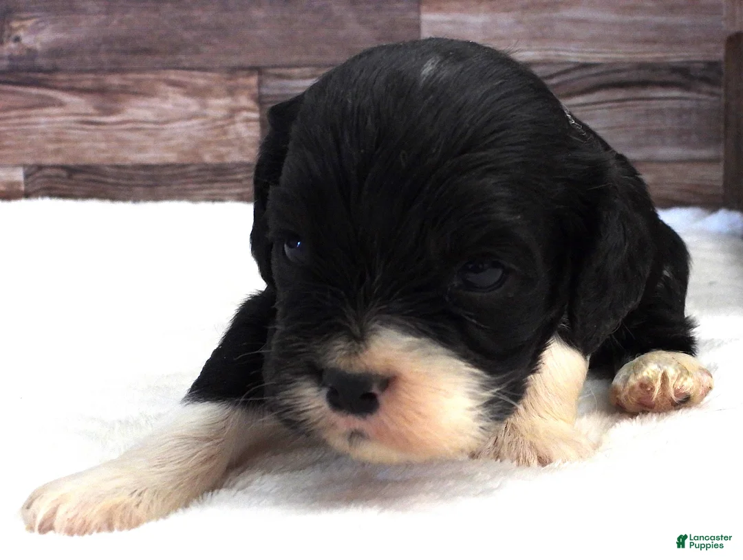 Mixed Breed dogs for sale: Cockalier #6 Male - Ad 1