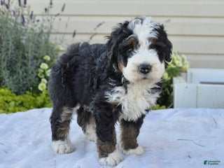 Mixed Breed dogs - Ad 38