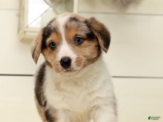 Welsh Corgi Pembroke dogs Clyde - Ad 40