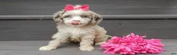 Cockapoo dogs for sale: Jane - Ad 4