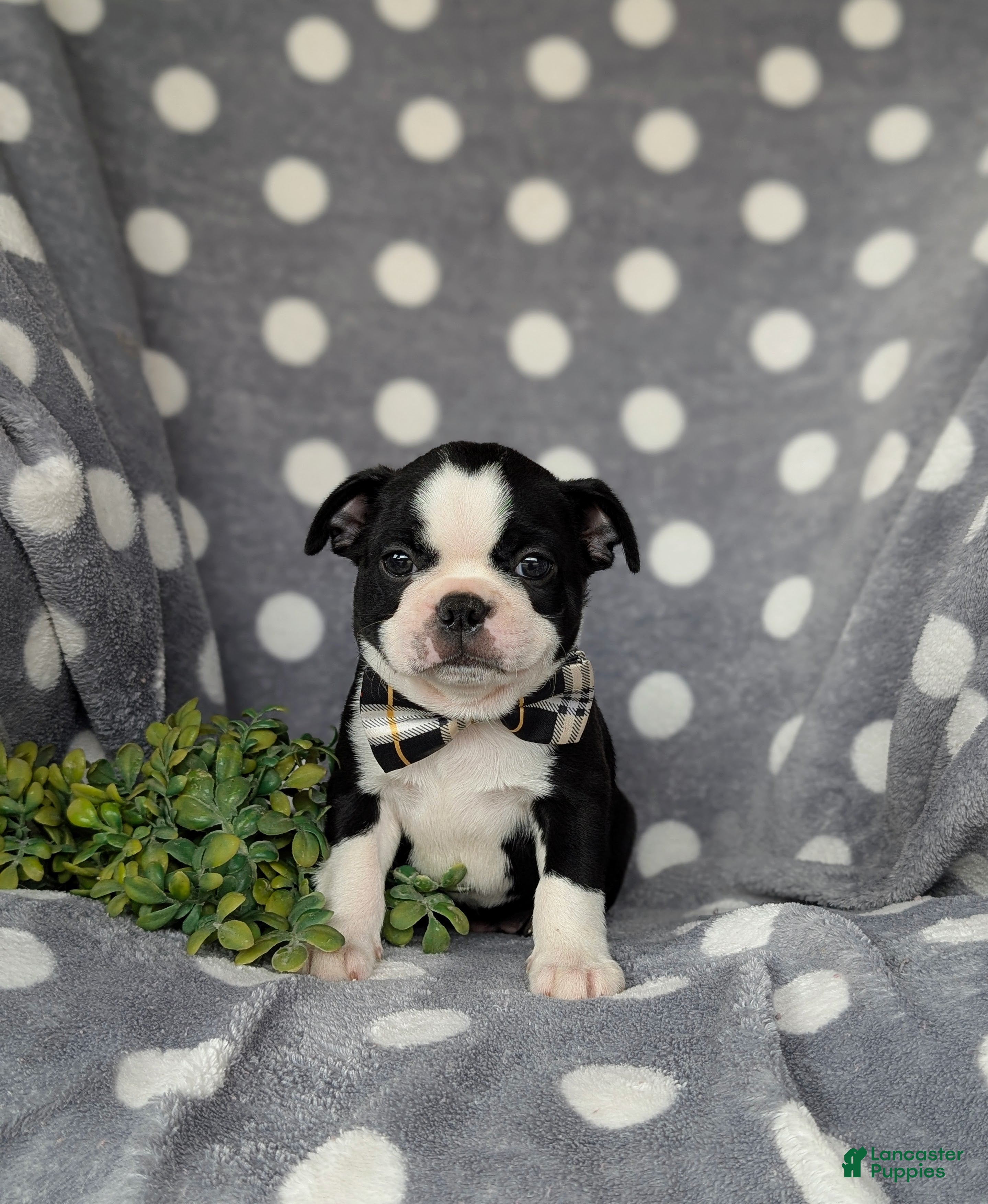 Boston Terrier dogs Brennen - Ad 2