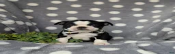Boston Terrier dogs for sale: Brennen - Ad 2