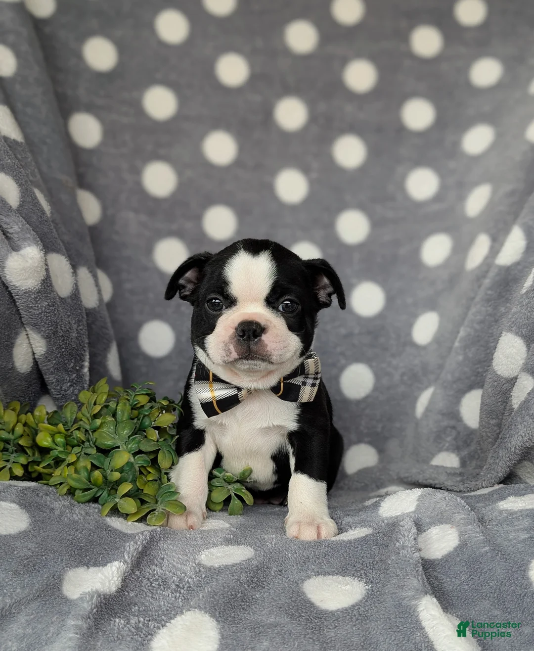 Boston Terrier dogs for sale: Brennen - Ad 2