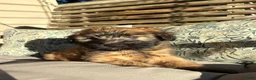 Soft Coated Wheaten Terrier dogs for sale: Cinnamon  - Ad 1