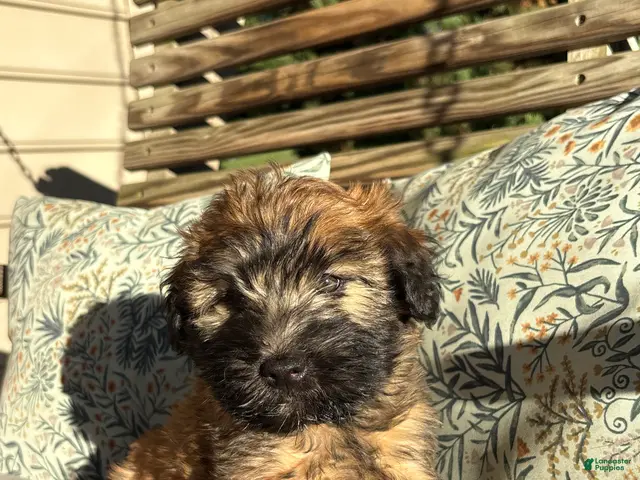 Soft Coated Wheaten Terrier dogs Cinnamon - Ad 1