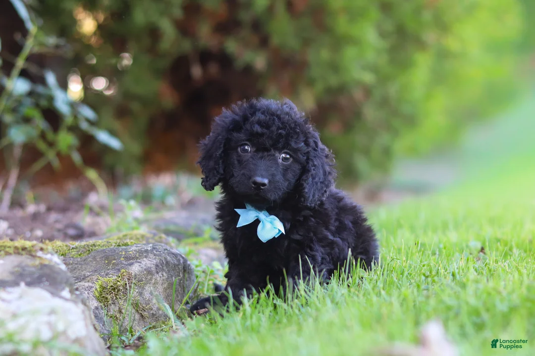 Cavapoo dogs for sale: Vince - Ad 1