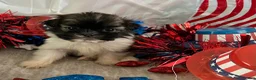 Shih Tzu dogs for sale: Creed - Ad 7