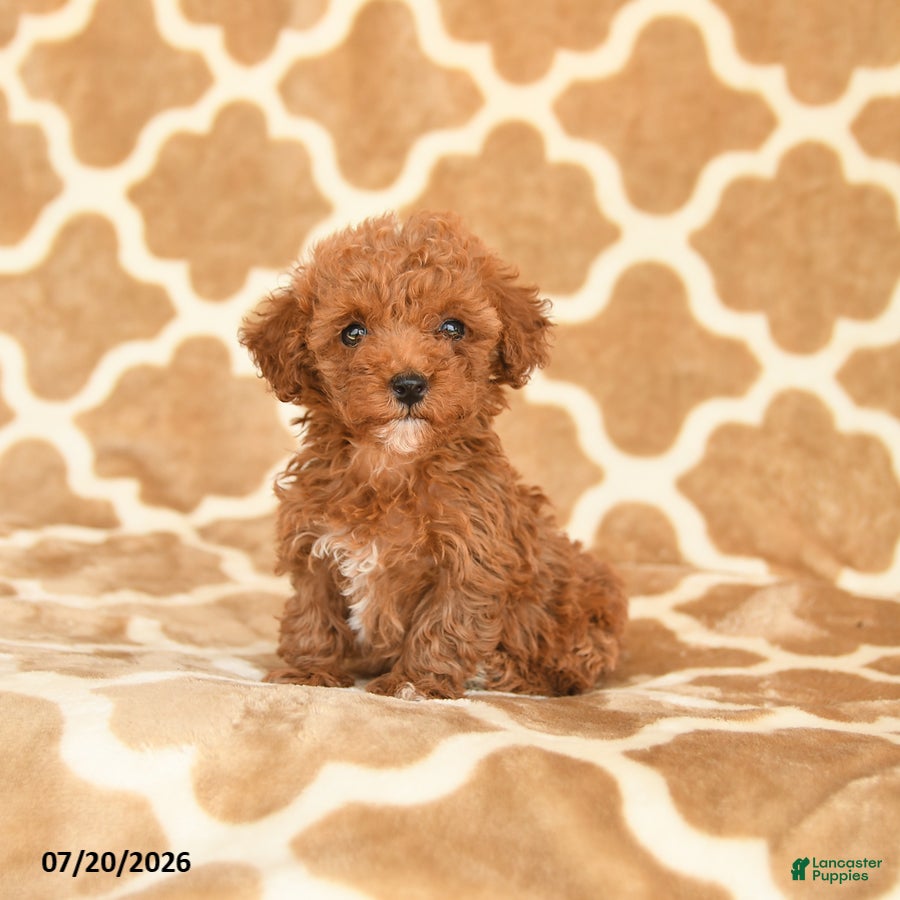 Toy Poodle dogs Tiny - Ad 1