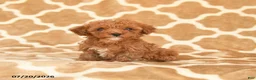 Toy Poodle dogs for sale: Tiny - Ad 1