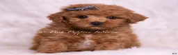 Maltipoo dogs for sale: Jace - Ad 1