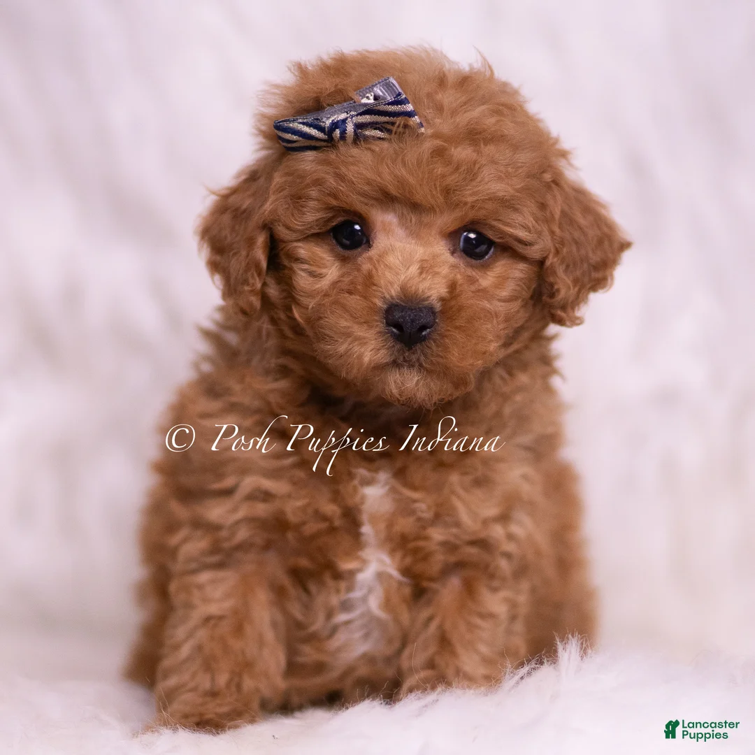 Maltipoo dogs for sale: Jace - Ad 1