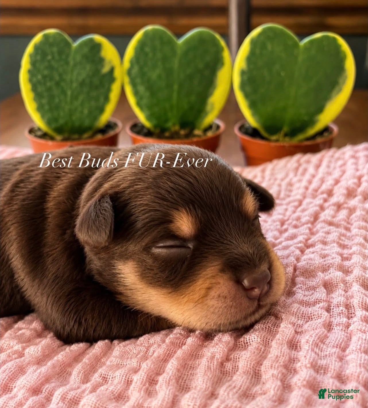 Miniature Schnauzer dogs Miniature Schnauzer 2 - Ad 1