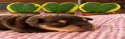 Miniature Schnauzer dogs for sale: Miniature Schnauzer 2 - Ad 1