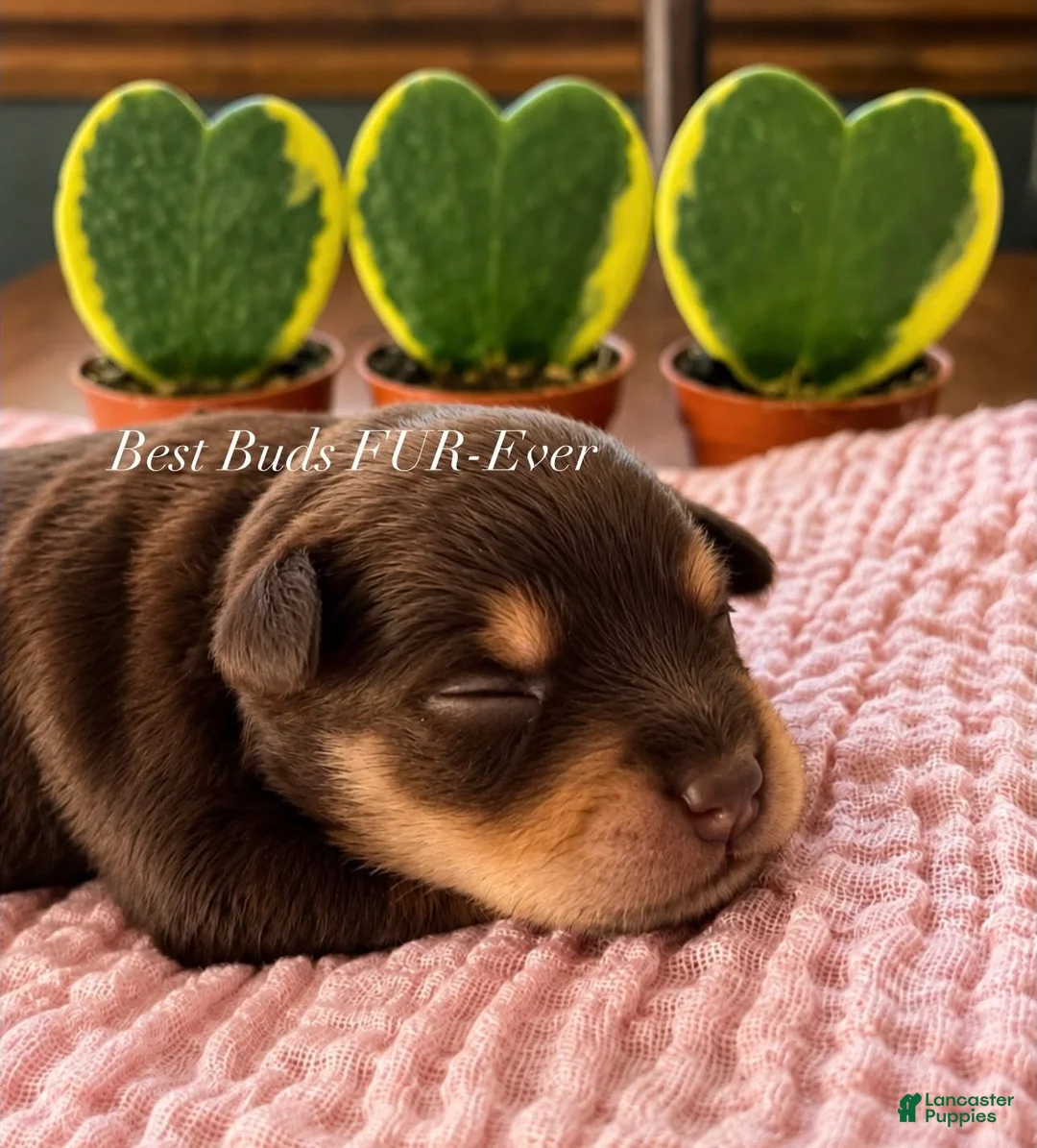 Miniature Schnauzer dogs for sale: Miniature Schnauzer 2 - Ad 1