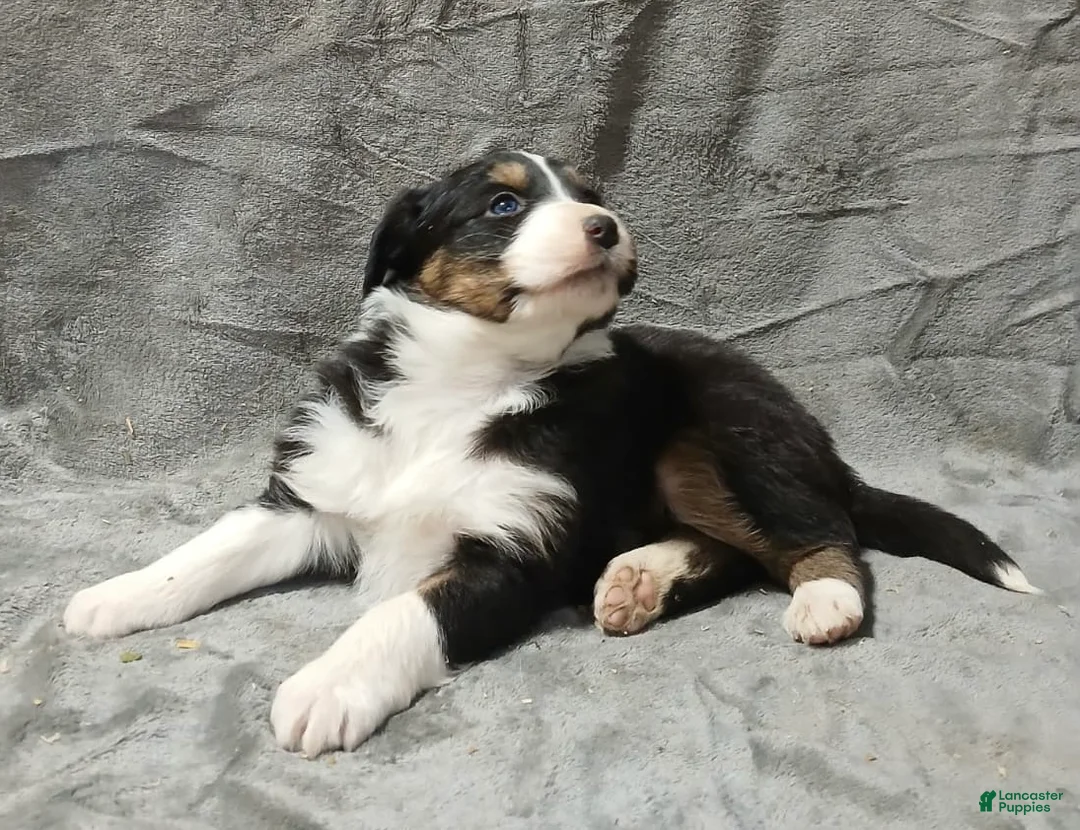 Australian Shepherd dogs for sale: Flynn - Ad 8
