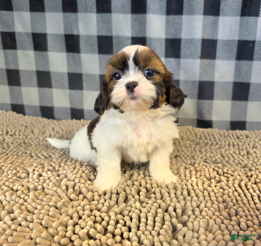 Shih Tzu dogs for sale: Adam - Ad 5