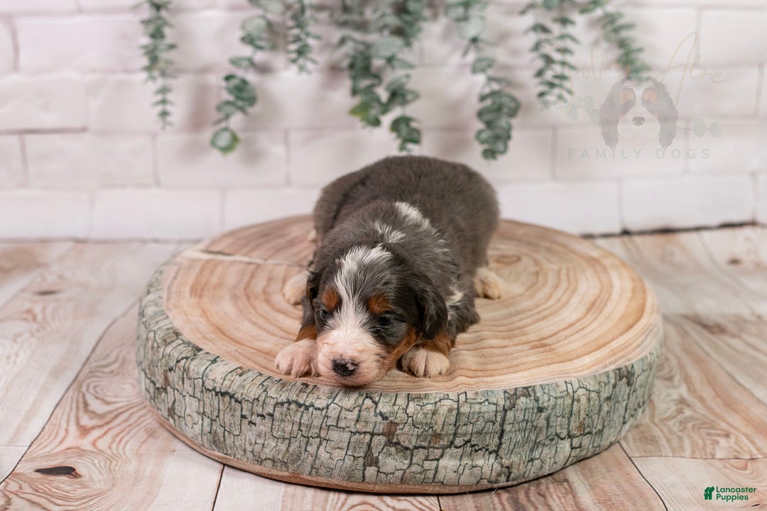 Bernedoodle dogs for sale: Nordic - Ad 3