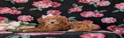Mixed Breed dogs for sale: Dora Hypoallergenic - Ad 6