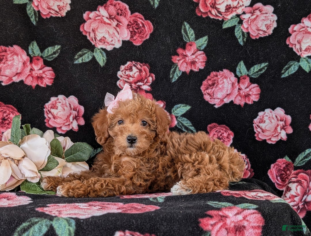 Mixed Breed dogs for sale: Dora Hypoallergenic - Ad 6
