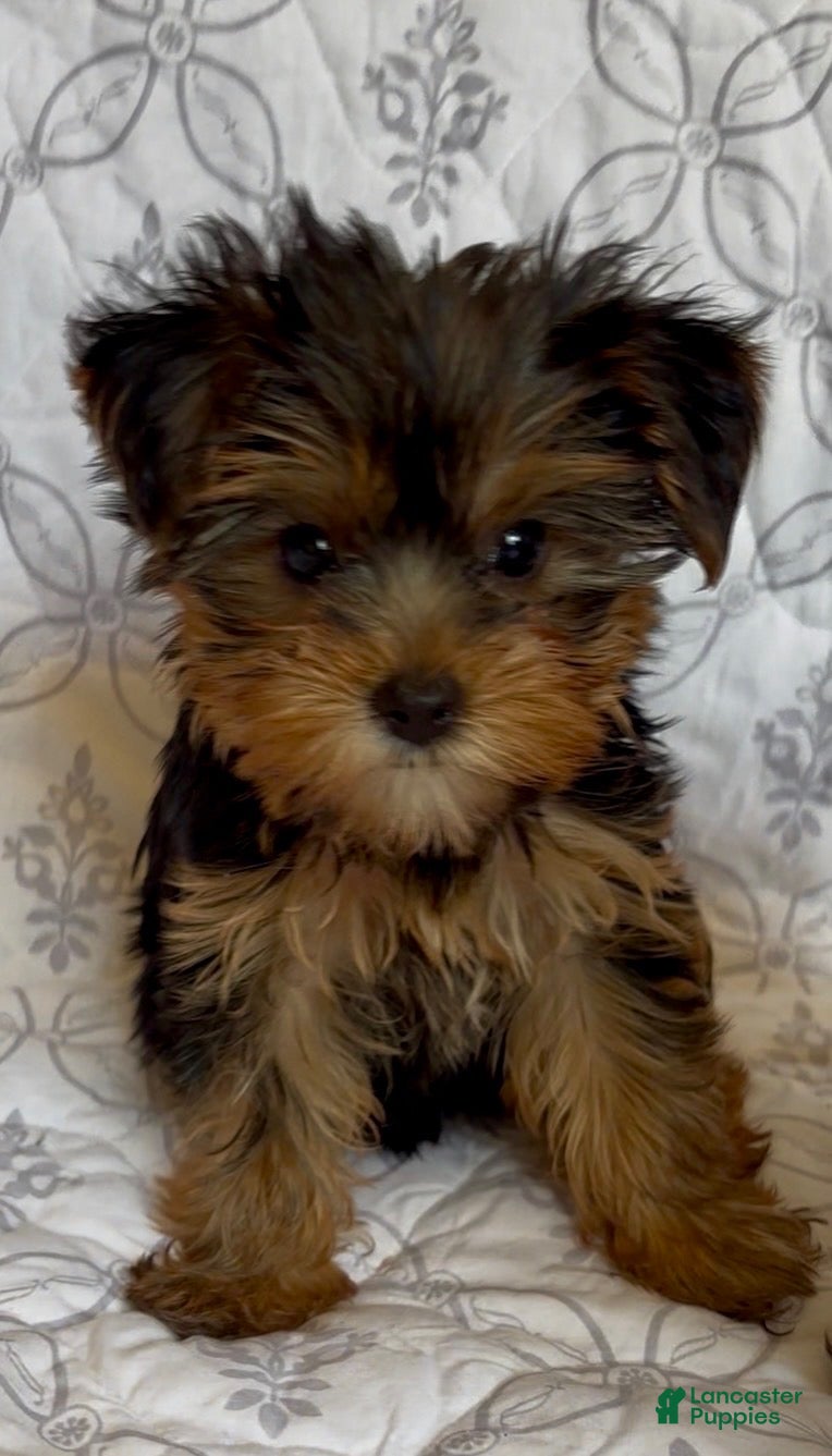 Yorkshire Terrier dogs Fifi - Ad 1