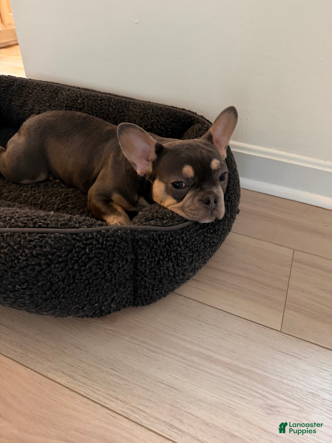 French Bulldog dogs for sale: French Bulldog Puppy Tri Color Female - Ad 3