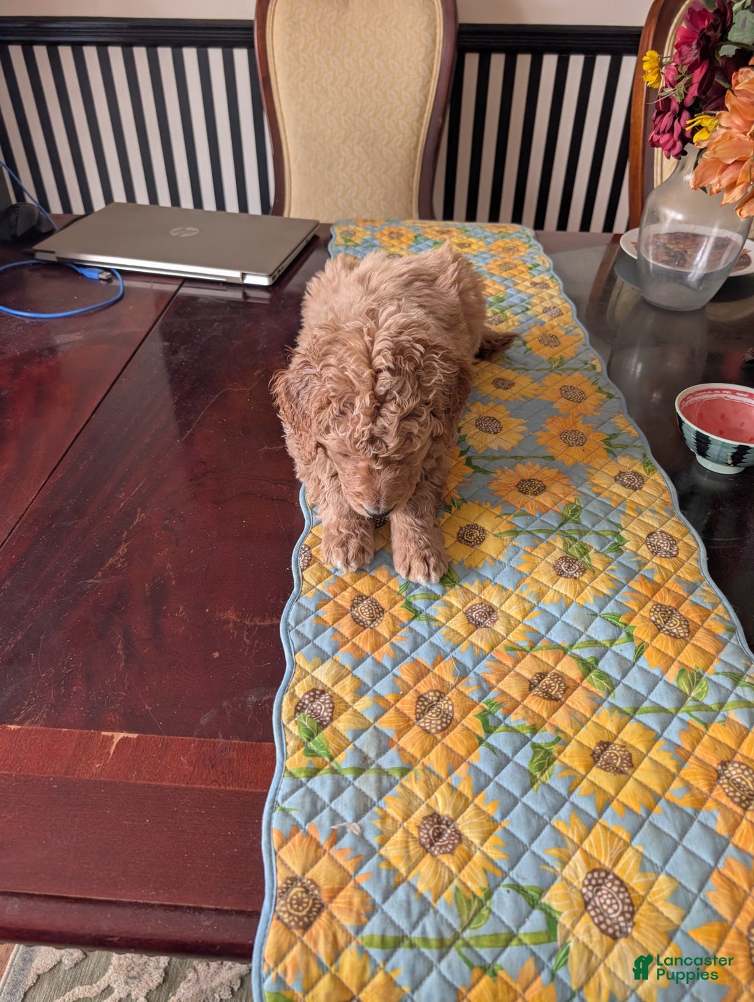 Goldendoodle dogs for sale: Henry - Ad 2