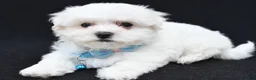 Maltese dogs for sale: Ted - Ad 5