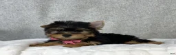 Yorkshire Terrier dogs for sale: Dolly - Ad 3