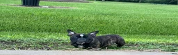 American Bully dogs for sale: Koda - Ad 7