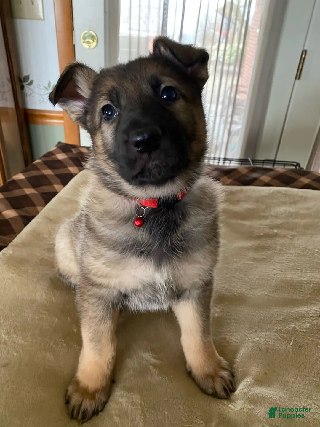 Gallery Image {{count}}