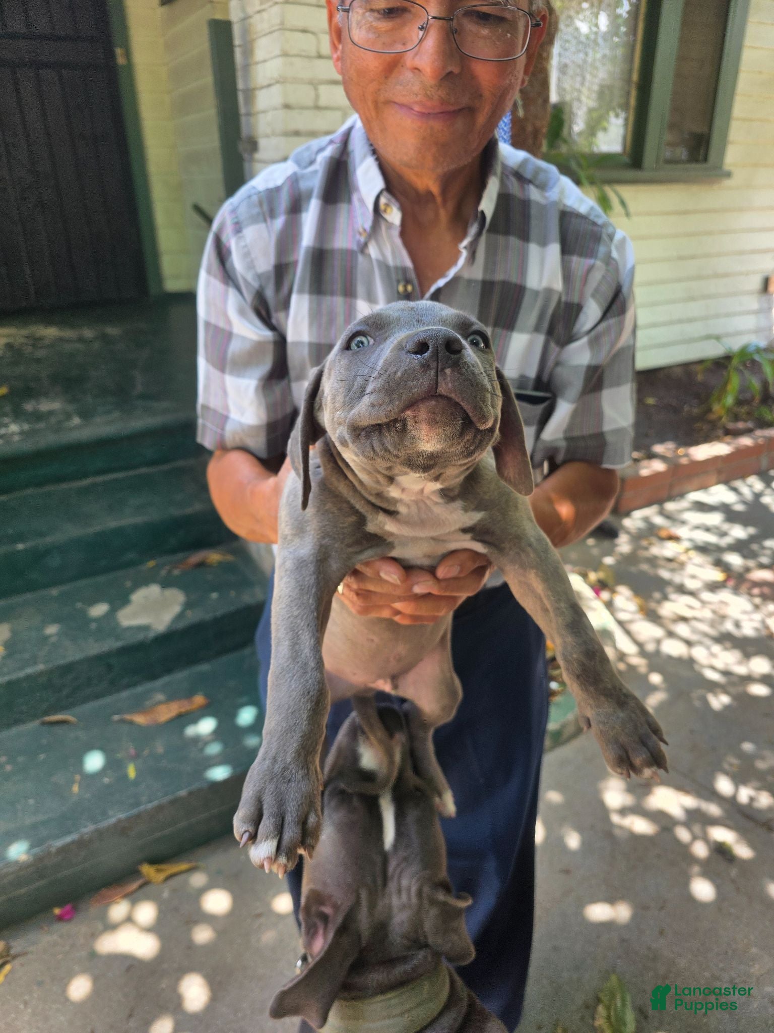 American Pit Bull Terrier dogs American Pit Bull Terrier 4 - Ad 2