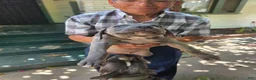 American Pit Bull Terrier dogs for sale: American Pit Bull Terrier 4 - Ad 2