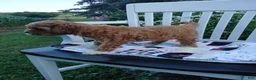 Cavapoo dogs for sale: Jade - Ad 2