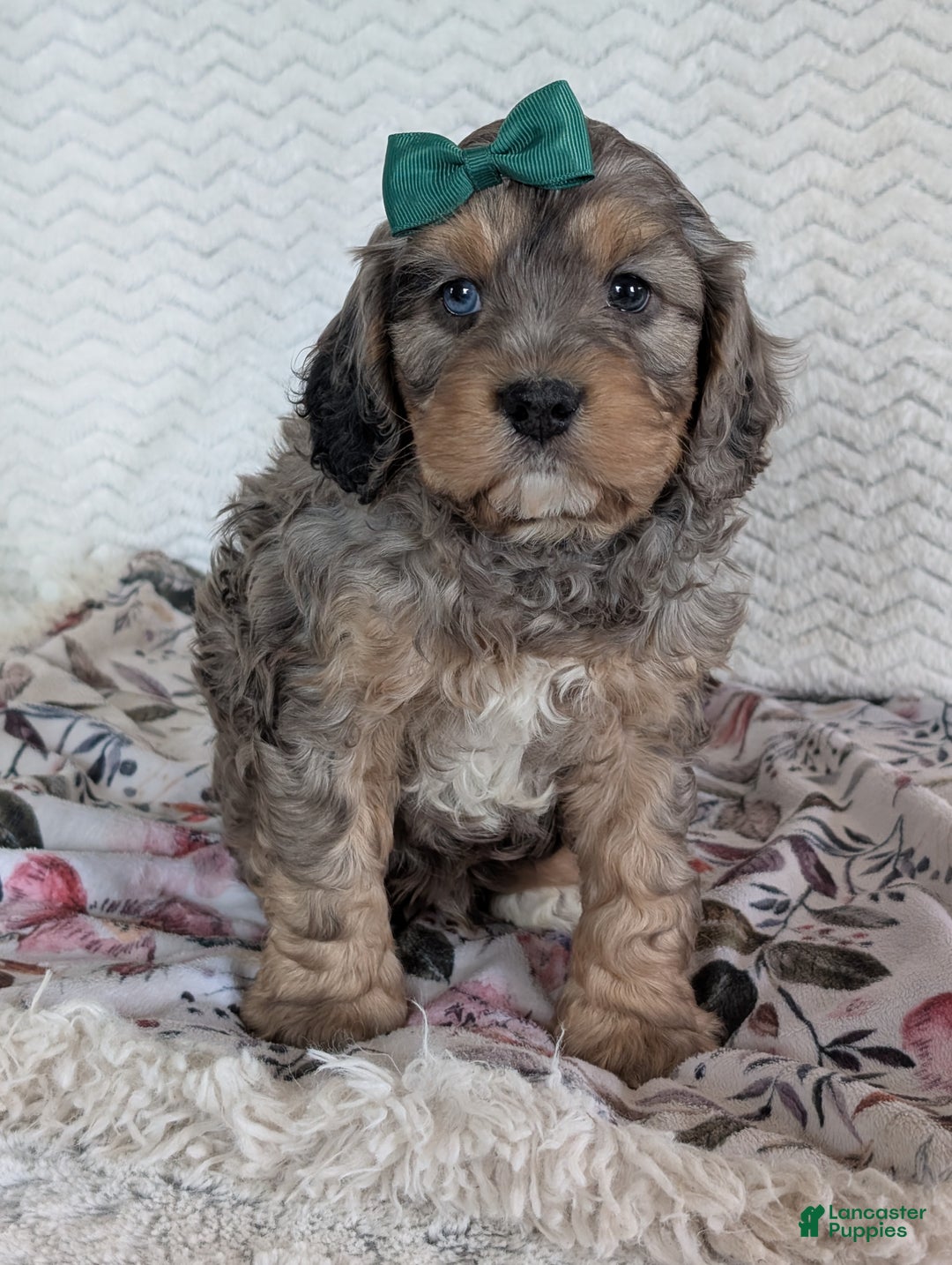 Cavapoo dogs for sale: Mickie - Ad 9