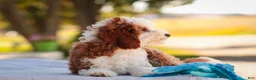 Cavapoo dogs for sale: Larry Cavapoo  - Ad 4