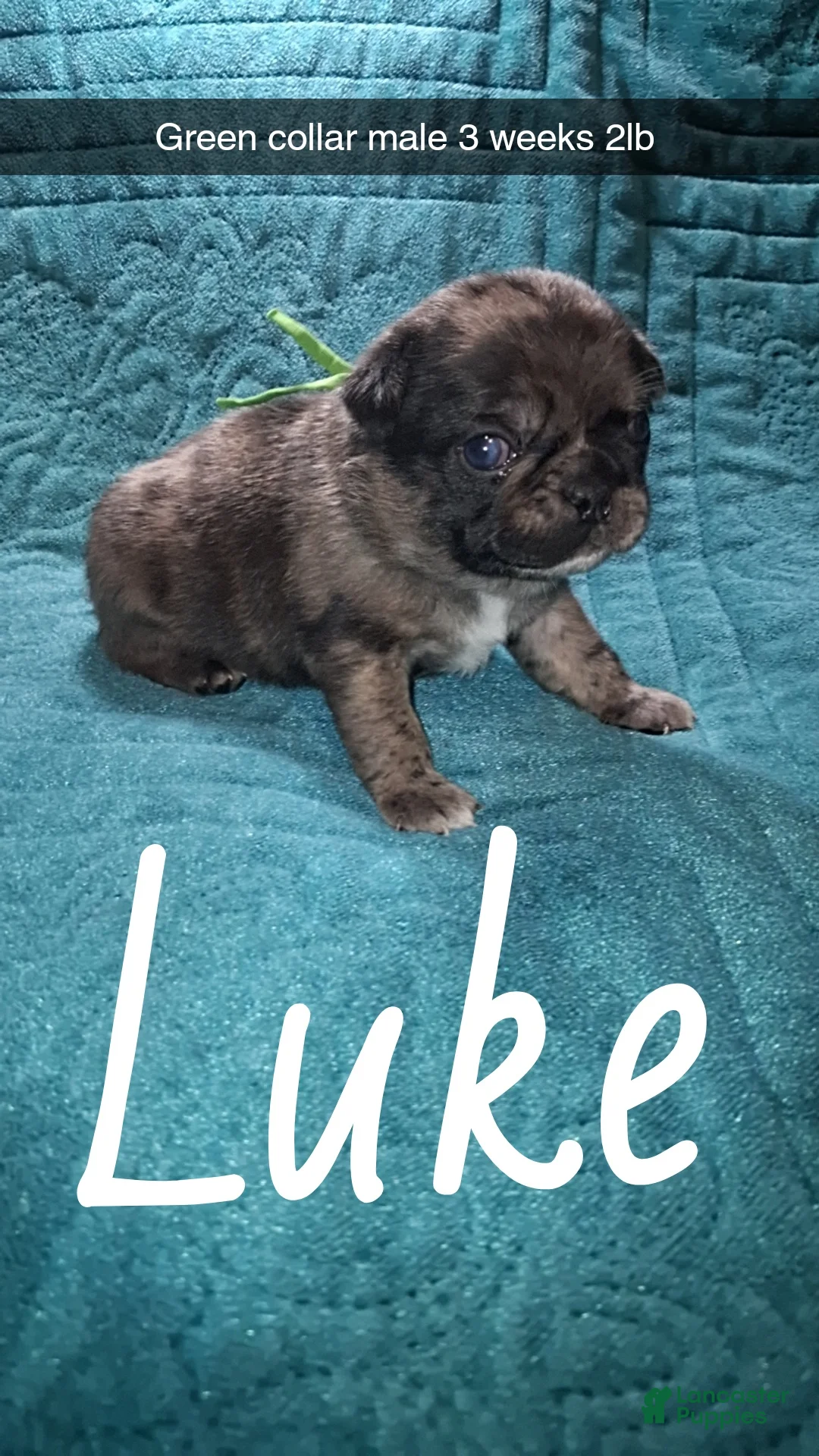Pug dogs for sale: Luke - Ad 2